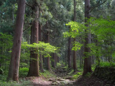 Sessiz ve peacefull yolu içinde dağ orman Iiyama Nagano, Japonya