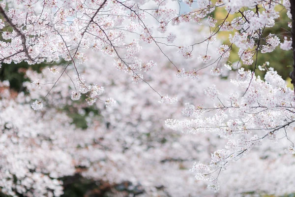 T kiraz çiçeği Sakuras muhteşem ve güzel ruh hali — Stok fotoğraf