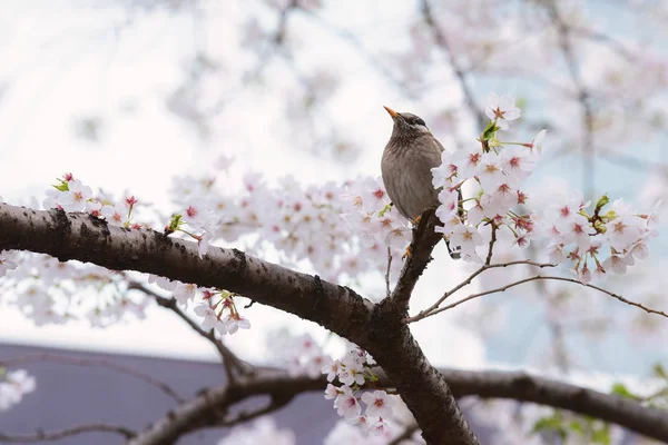 Tokyo 'da kiraz çiçekleri içinde tek başına bir Starling kuşu. — Stok fotoğraf