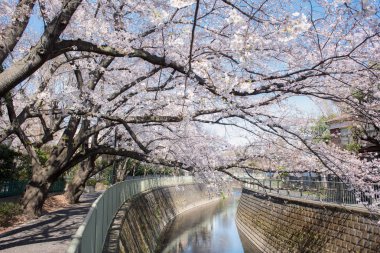 Bahar sırasında güzel Japon Sakura kiraz çiçeği ağaçları 