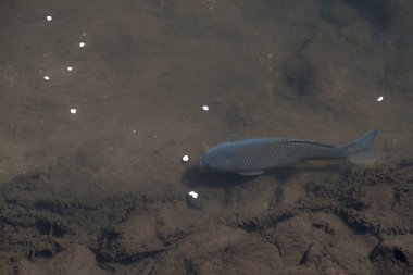 Tokyo 'da kanda Nehri 'nde Japon Ko sazan.