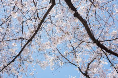 Bahar sırasında güzel Japon Sakura kiraz çiçeği ağaçları 
