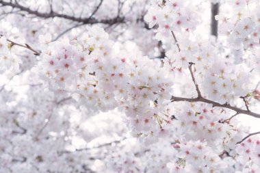 Bahar sırasında güzel Japon Sakura kiraz çiçeği ağaçları 
