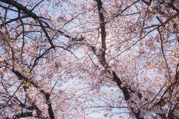 봄에는 벚꽃이 아름 답다 — 스톡 사진