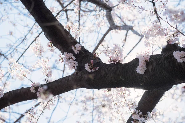 Bahar sırasında güzel Japon Sakura kiraz çiçeği ağaçları — Stok fotoğraf