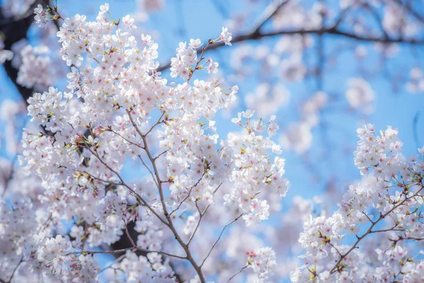 Bahar sırasında güzel Japon Sakura kiraz çiçeği ağaçları — Stok fotoğraf