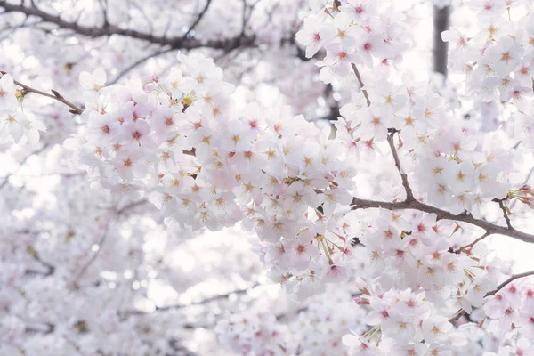 Bahar sırasında güzel Japon Sakura kiraz çiçeği ağaçları — Stok fotoğraf