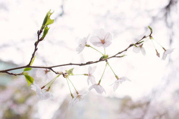 Bahar sırasında güzel Japon Sakura kiraz çiçeği ağaçları — Stok fotoğraf