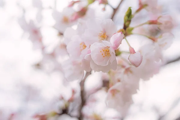 Bahar sırasında güzel Japon Sakura kiraz çiçeği ağaçları — Stok fotoğraf