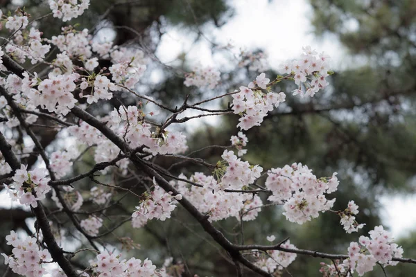 Bahar sırasında güzel Japon Sakura kiraz çiçeği ağaçları — Stok fotoğraf