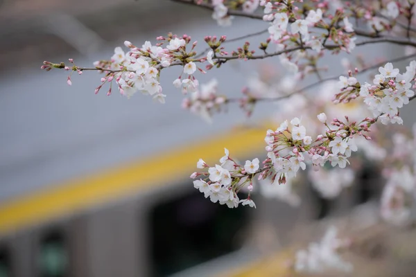 JR trem e as árvores de flor de cerejeira e flores Sakura em Toky — Fotografia de Stock