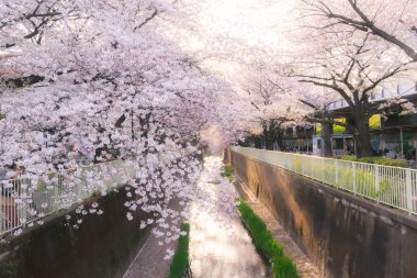 Kandagawa Nehri ve kiraz çiçeği ağaçları