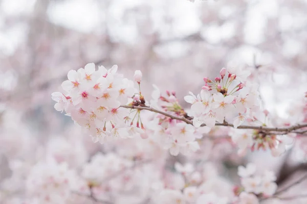 Japa çiçekler Cherry Blossom grubun detaylı net görünümü — Stok fotoğraf