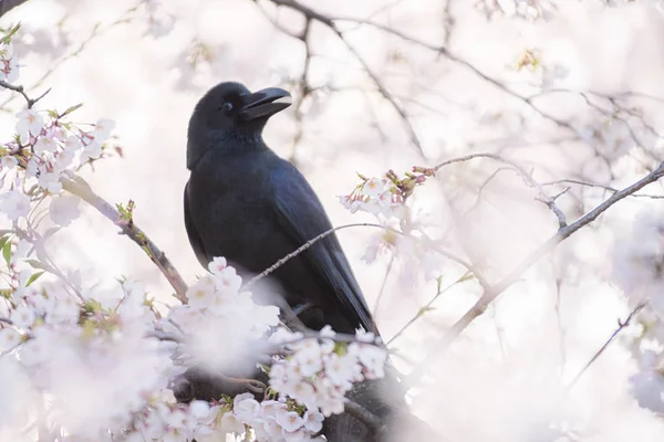 Raven pássaro poleiro e as árvores de flor de cerejeira e flores Sak — Fotografia de Stock