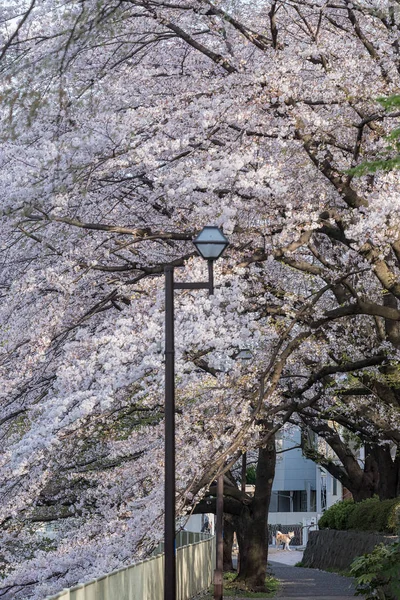 시바 견, 일본 개, 벚꽃 나무, 꽃 — 스톡 사진