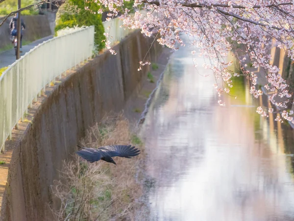 레이븐 버드 플 라 잉 및 벚꽃 나무와 꽃 사 구르 — 스톡 사진