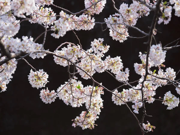 Detailed clear view of a Cherry Blossom group of flowers in Japa