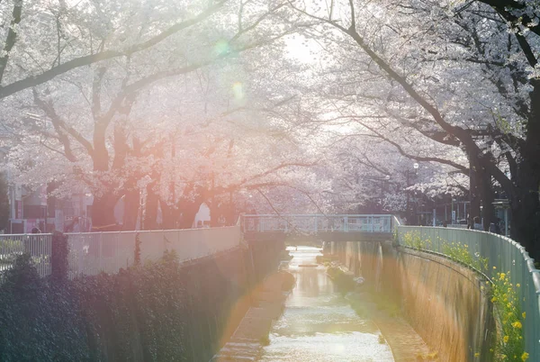 Kandagawa Nehri ve kiraz çiçeği ağaçları ve çiçekleri Sakura — Stok fotoğraf