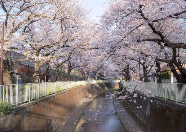 칸 다가와 강과 벚꽃 나무 — 스톡 사진