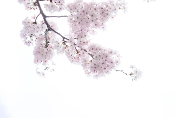 Wunderbare und wunderschöne Stimmung der Kirschblütensakuras — Stockfoto