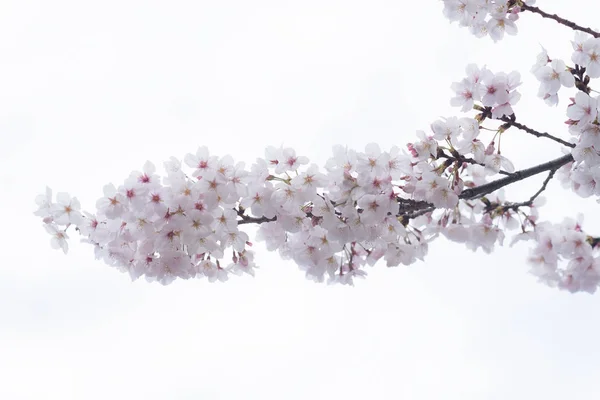 Kiraz çiçeği Sakuras muhteşem ve güzel ruh hali — Stok fotoğraf