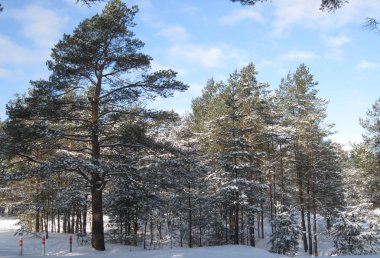 Kış ormanında güneşli bir gün 