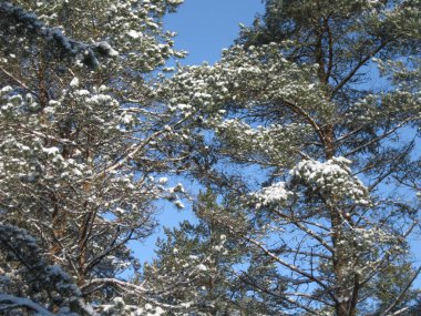 Kış ormanında güneşli bir gün 