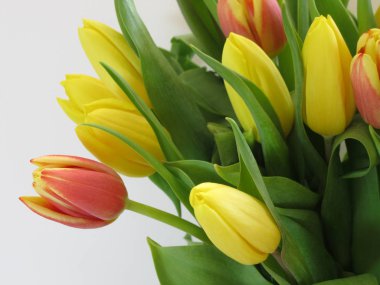 Lale-bahar çiçek uyanış ve hayatın başlangıcı sembolü