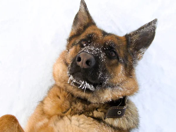 私のお気に入りの犬は雪の中に横たわっています — ストック写真