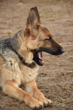 Ev ve arsa koruyan Alman çoban.