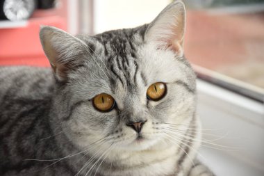 İskoç kedi pencere üzerinde yatıyor.