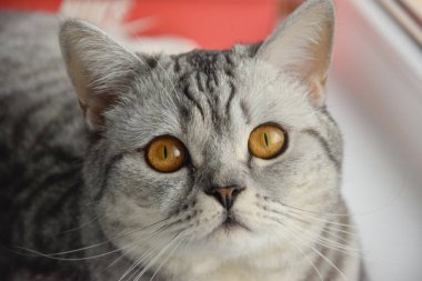 İskoç kedi pencere üzerinde yatıyor.