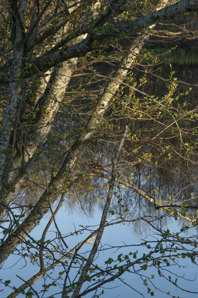 Lente Landschap Bloei Spelen Van Felle Kleuren — Stockfoto