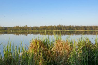 Bahar manzara - çiçekli ve parlak renklerin oyun.