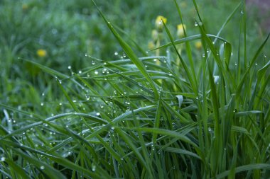 Bahar, doğa, bahar ormanı, tarlalar, göller ve nehirler.