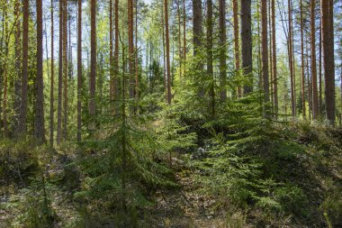 Bahar, doğa, bahar ormanı, tarlalar, göller ve nehirler.