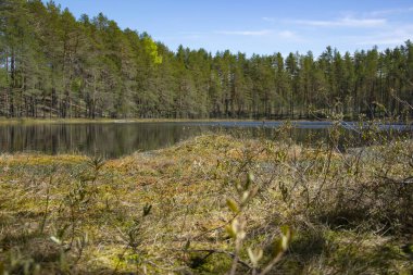 Bahar, doğa, bahar ormanı, tarlalar, göller ve nehirler.