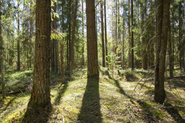 Bahar, doğa, bahar ormanı, tarlalar, göller ve nehirler.