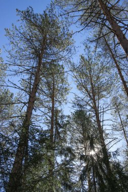 Bahar, doğa, bahar ormanı, tarlalar, göller ve nehirler.
