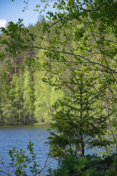 Весна Природа Весняний Ліс Поля Озера Річки — стокове фото