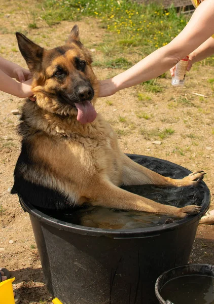 Dia Quente Cão Decidiu Nadar — Fotografia de Stock