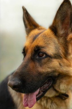  Bekçi hüzün ve tatlı ev gözünde