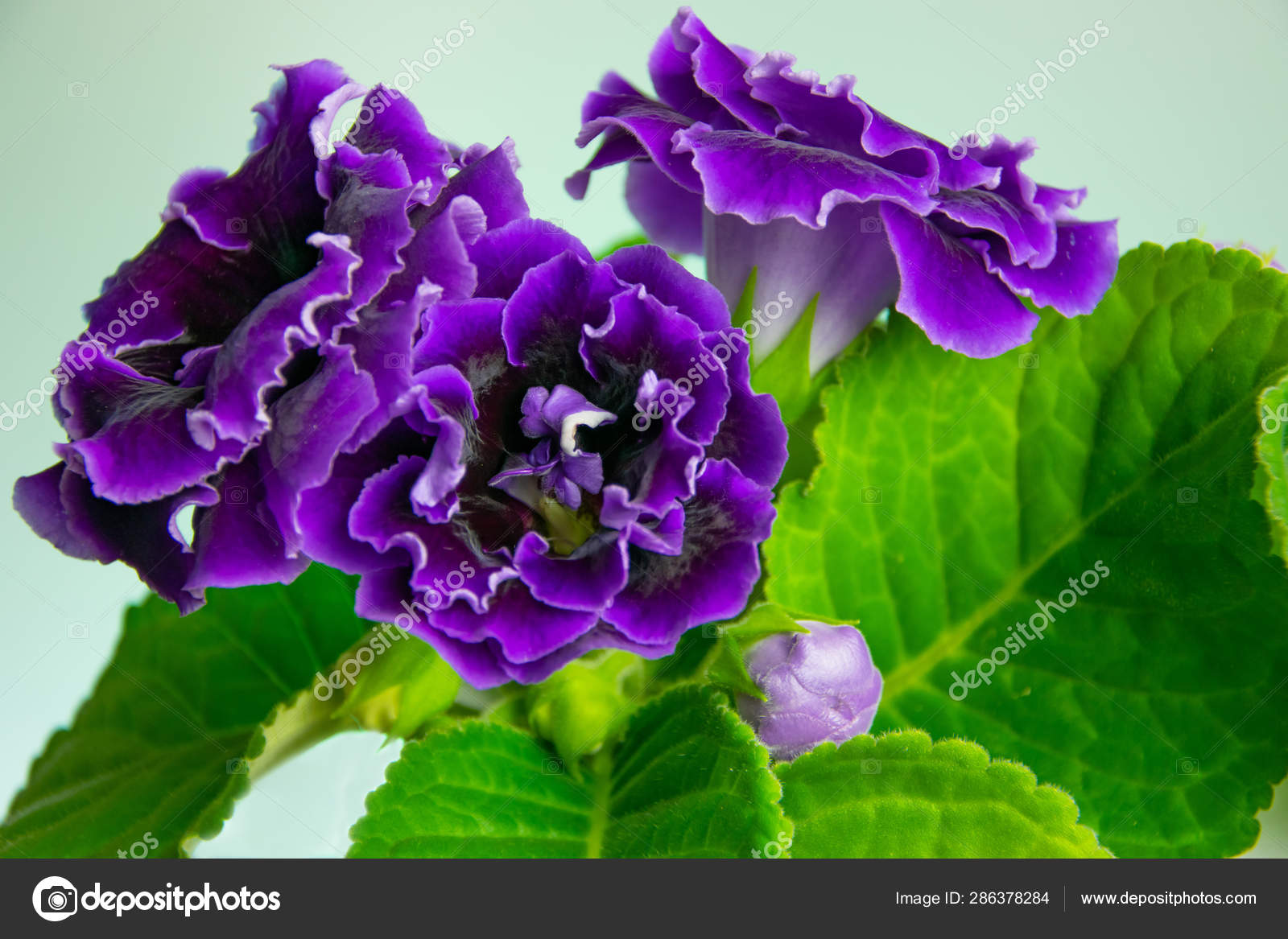 Gloxinia pink fotos de stock, imágenes de Gloxinia pink sin royalties |  Depositphotos