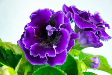 Parlak çiçek açan ev çiçeği - mor gloxinia