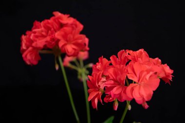 Siyah bir arka plan üzerinde blooming ev sardunya