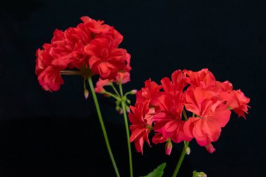 Siyah bir arka plan üzerinde blooming ev sardunya