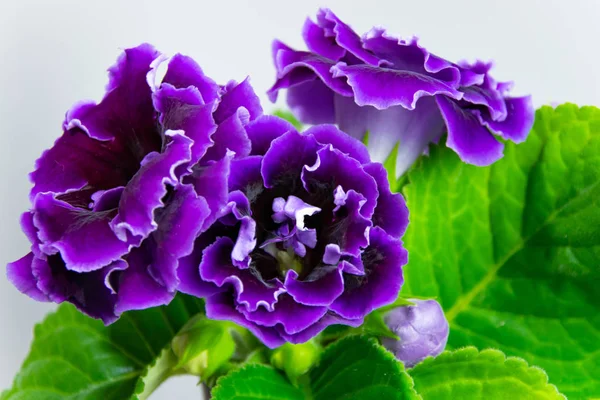 明るく咲く家の花 紫のグロキシニア — ストック写真