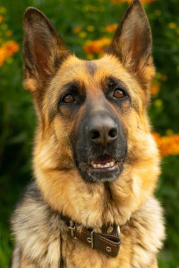 Bir Alman çoban, bekçi ve evcil hayvan portresi