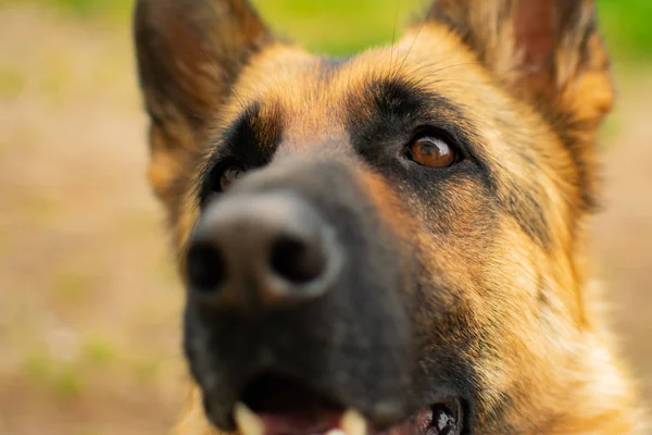 Portret Van Een Duitse Herder Bewaker Huisdier — Stockfoto