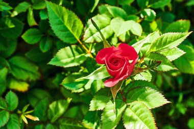 Yeşil yapraklı arka planda kırmızı gül